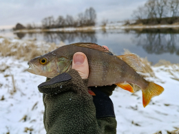 Мормышка Личинка репейной моли (Mole) 0,1/16, золото